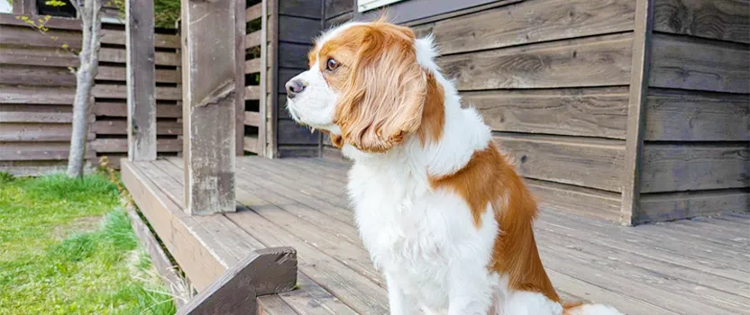 ペットと暮らす