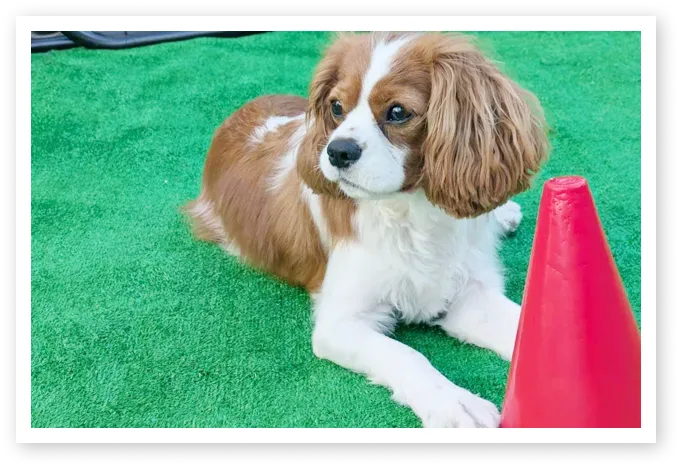 人工芝やフェンス柵を利用したドッグラン