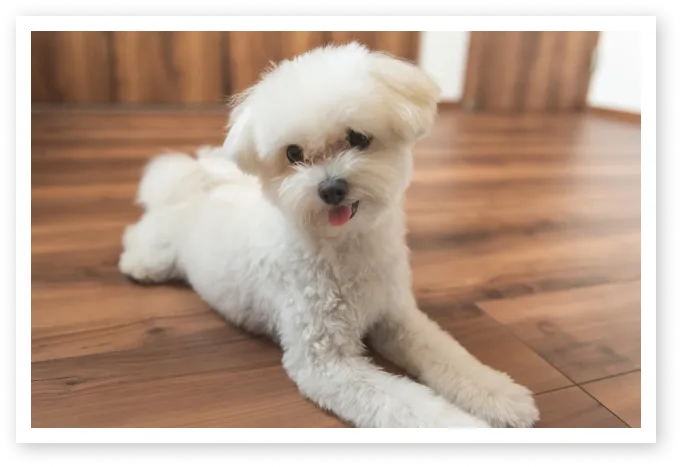 ペットにやさしいこだわりの床素材